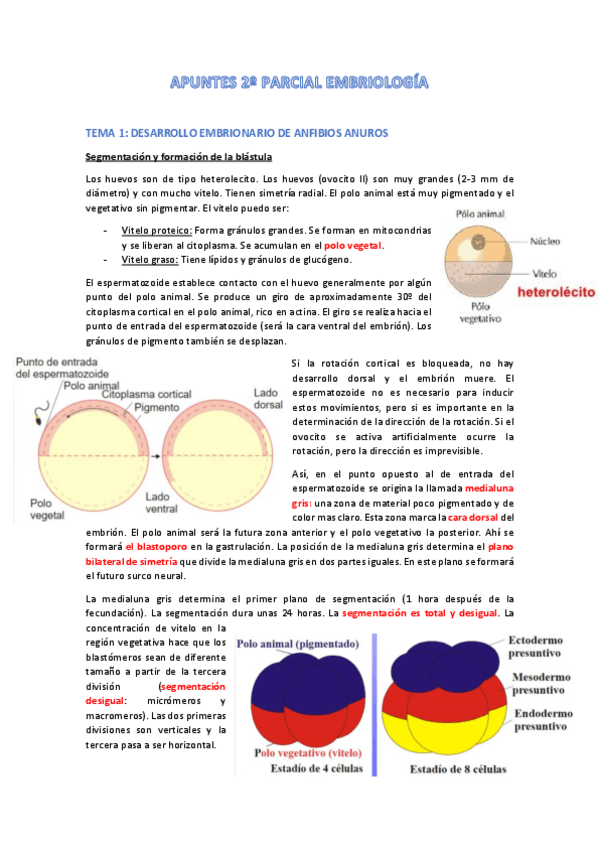 Miniatura del documento Apuntes-2o-parcial-embriologia.pdf