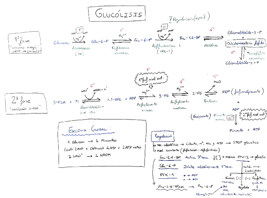 Miniatura del documento Esquema-Glucolisis-COMPLETO.pdf