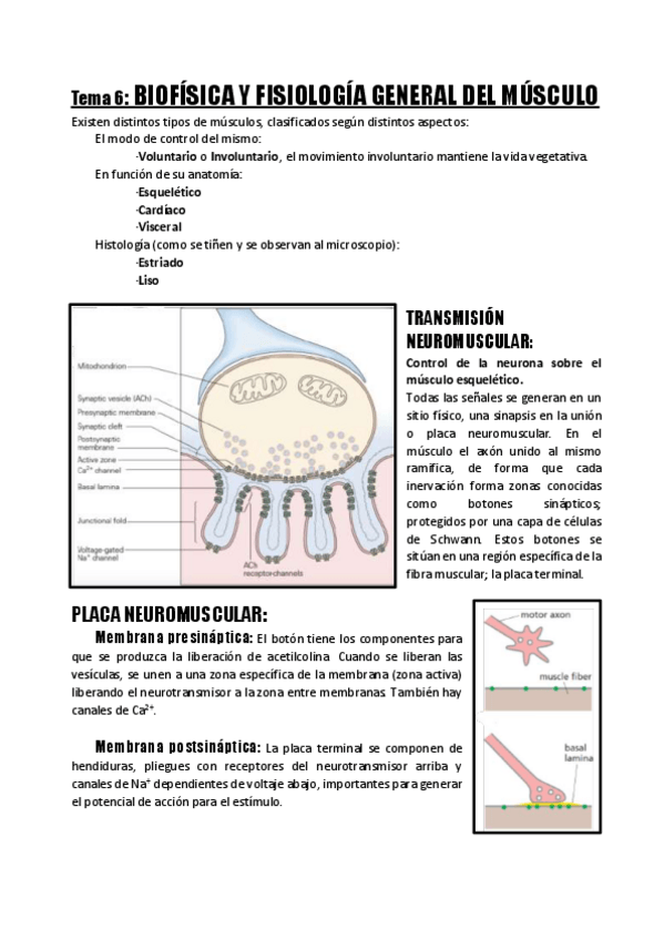 Miniatura del documento Tema-6-Biofisica-y-Fisiologia-general-del-Musculo.pdf