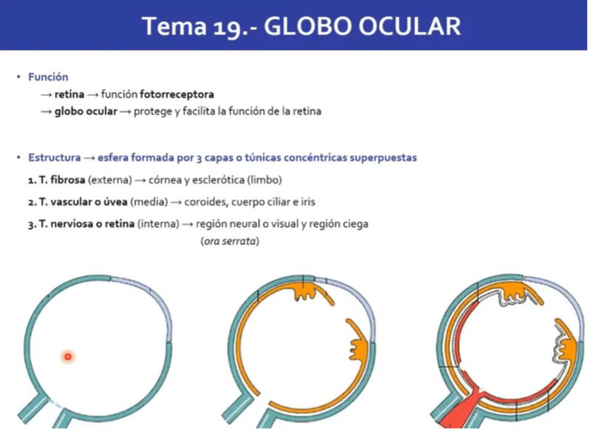 Miniatura del documento globo-ocular.pdf