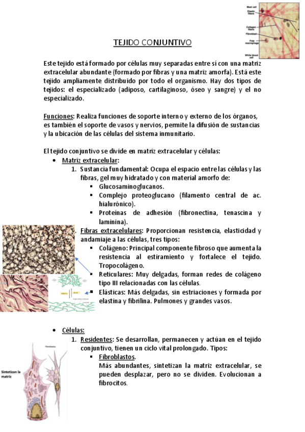 Miniatura del documento TEJIDO-CONJUNTIVO.pdf