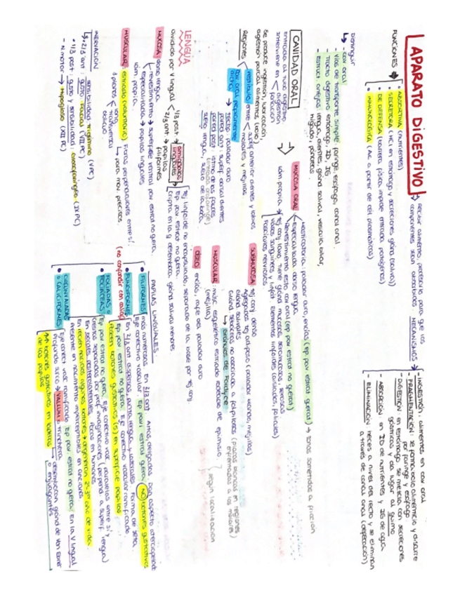 Miniatura del documento Aparato-digestivo.pdf