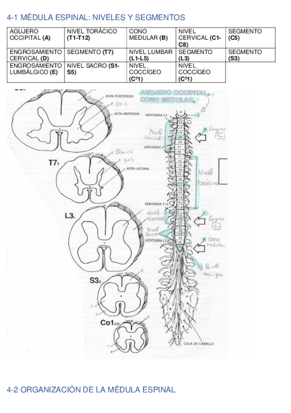 Miniatura del documento LAMINAS-NEURO-segundo-parcial.pdf