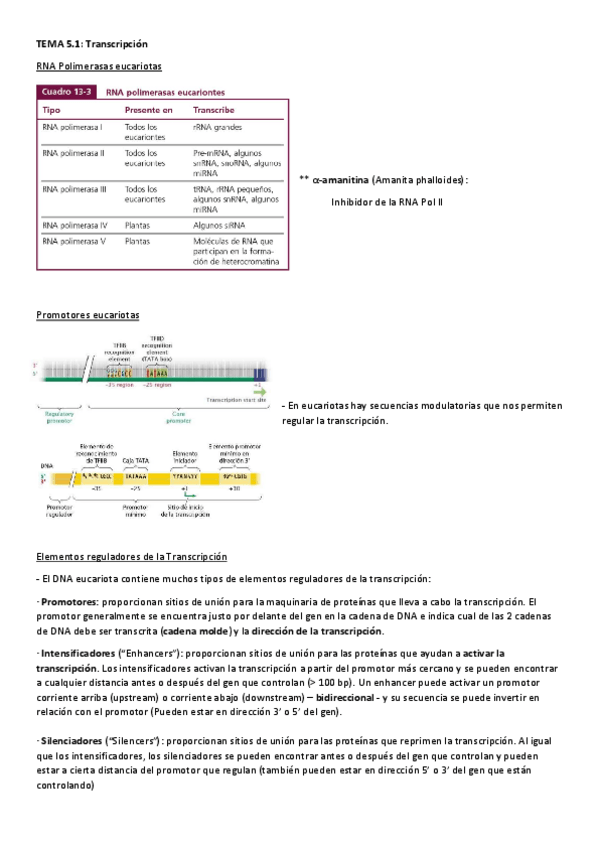 Miniatura del documento Parcial-2-Genetica-molecular.pdf