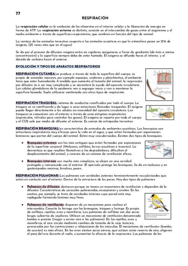Miniatura del documento RESPIRACION.pdf