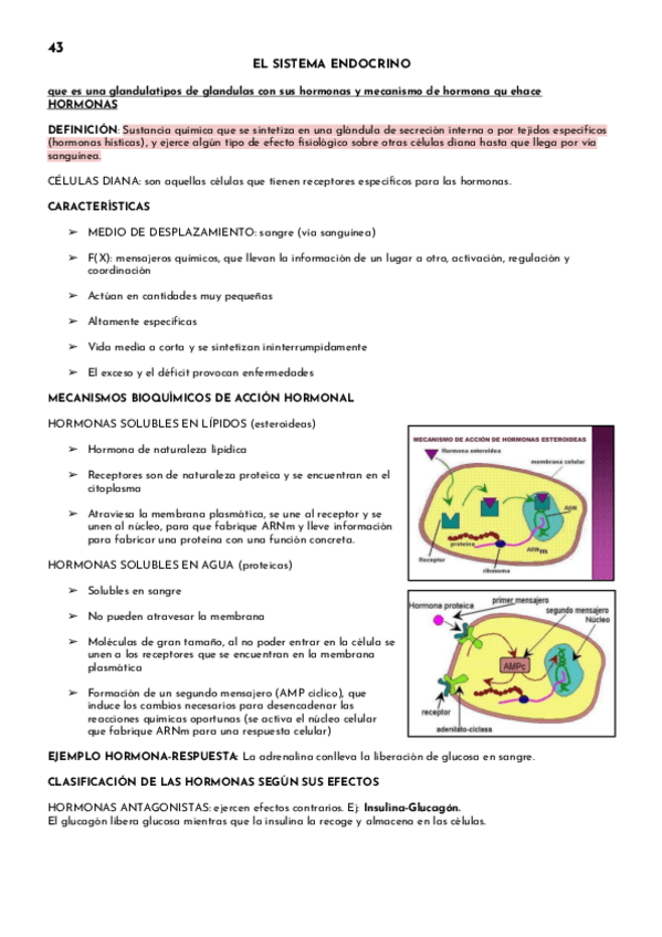 Miniatura del documento EL-SISTEMA-ENDOCRINO.pdf