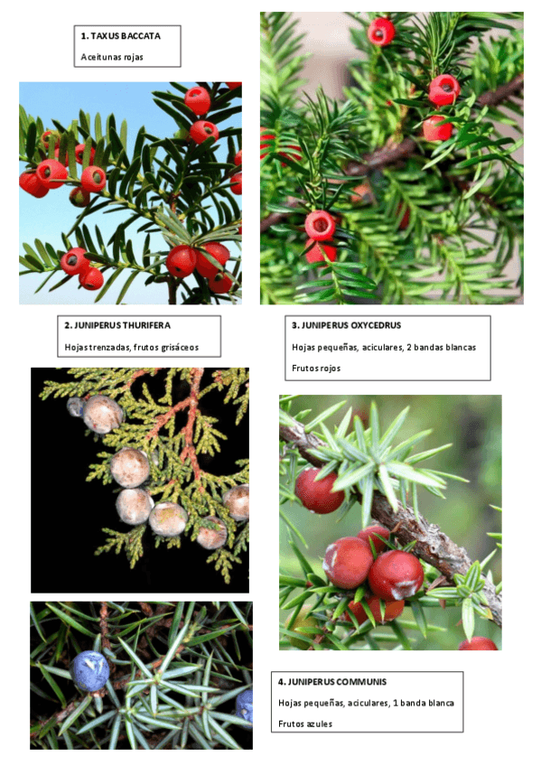 Miniatura del documento Examen-practicas-final.pdf