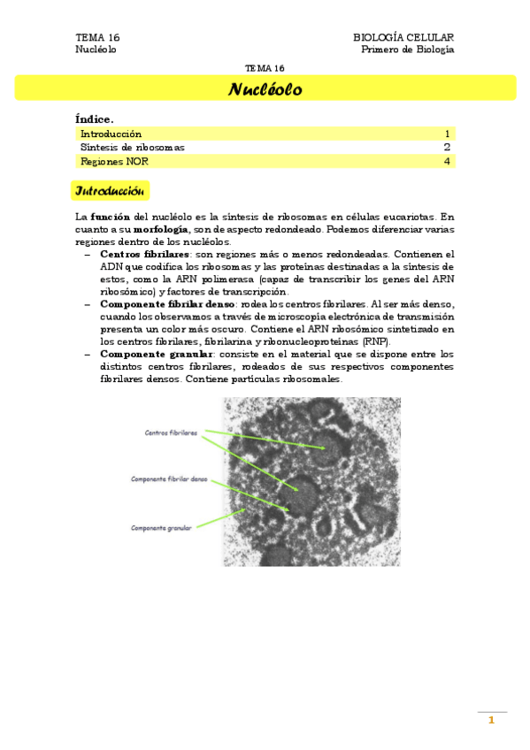 Miniatura del documento TEMA 16. Nucléolo