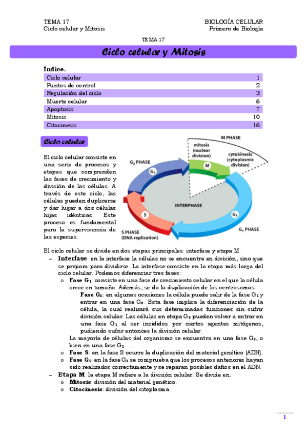 Miniatura del documento TEMA 17. Ciclo Celular y Mitosis