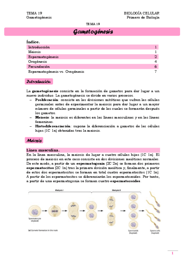 Miniatura del documento TEMA 19. Gametogénesis