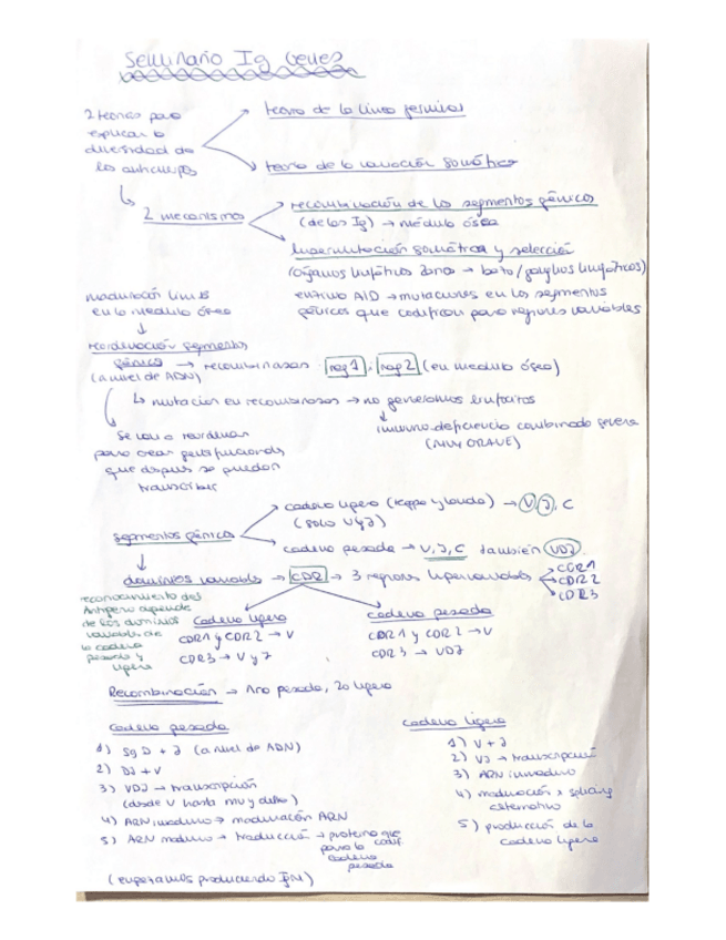 Miniatura del documento esquema-Ig-genes.pdf