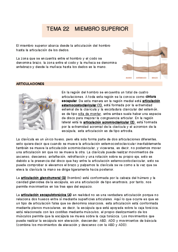 Miniatura del documento TEMA-22-anatomia.pdf