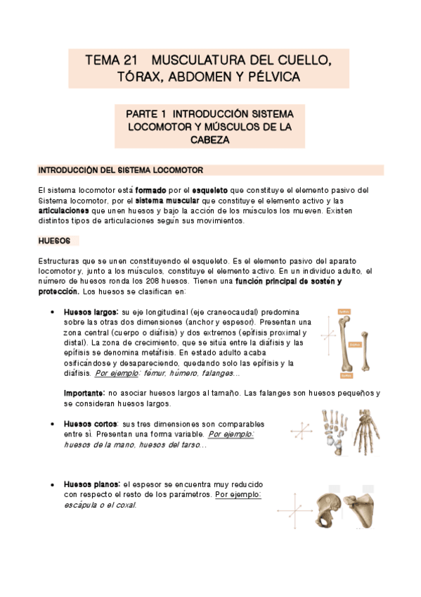 Miniatura del documento TEMA-21-anatomia.pdf