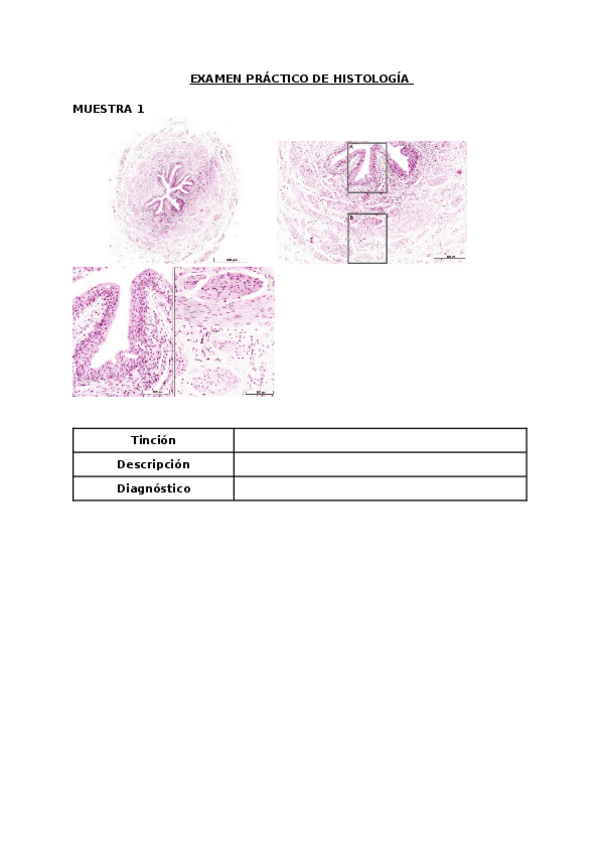 Miniatura del documento Examen-histologia-3.docx