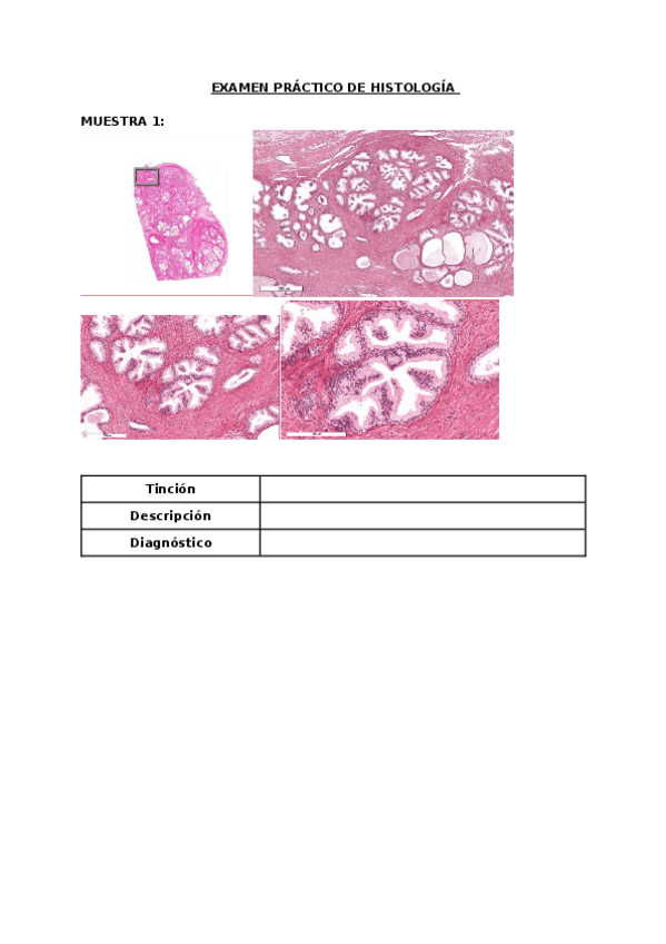 Miniatura del documento Examen-histologia-4.docx