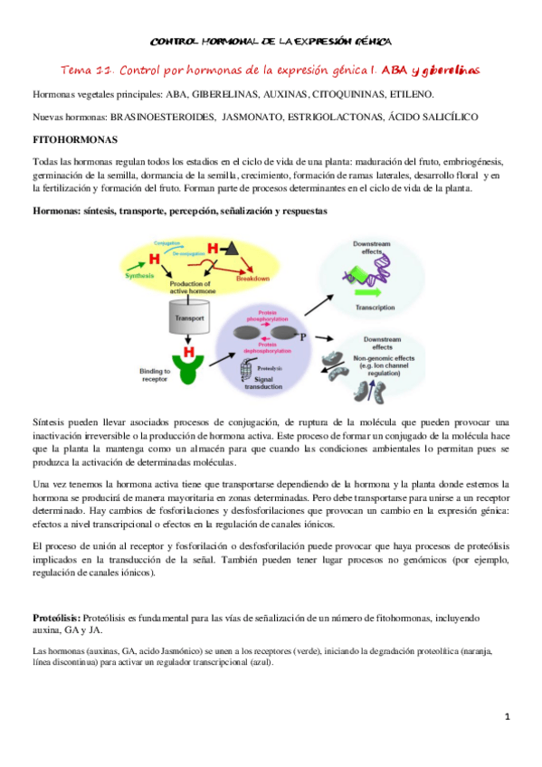 Miniatura del documento tema 11 BM.pdf