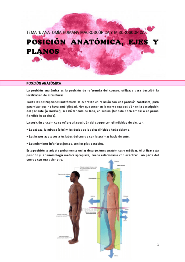 Miniatura del documento TEMA-1-posicion-anatomica-ejes-planos.pdf