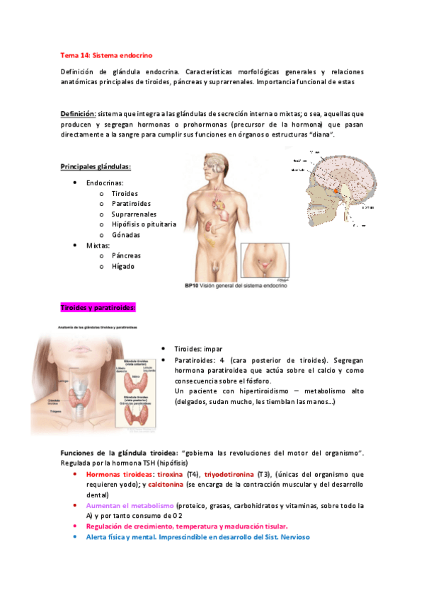 Miniatura del documento TEMA-14-sistema-endocrino.pdf
