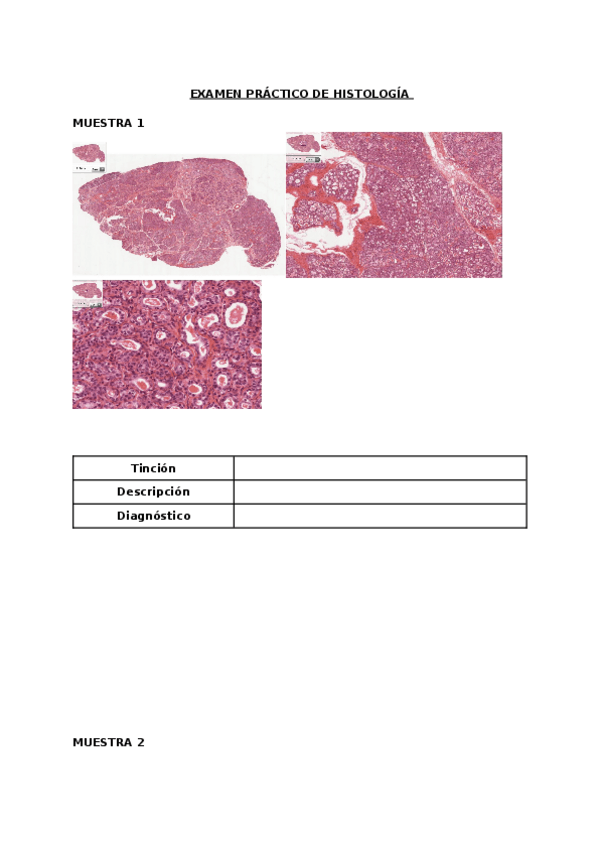Miniatura del documento Examen-histologia-1.docx