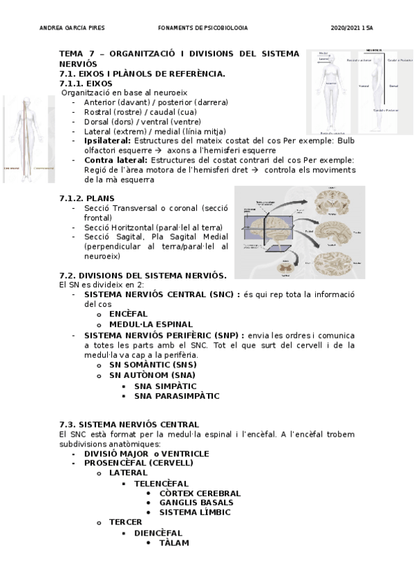 Miniatura del documento TEMA-7-ORGANITZACIO-I-DIVISIONS-DEL-SISTEMA-NERVIOS.docx