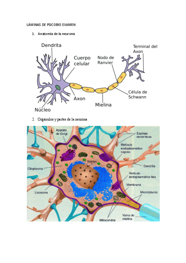 Miniatura del documento LAMINAS-DE-PSICOBIO-EXAMEN.pdf