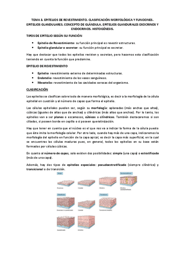 Miniatura del documento TEMA 3 HISTOLOGÍA.pdf