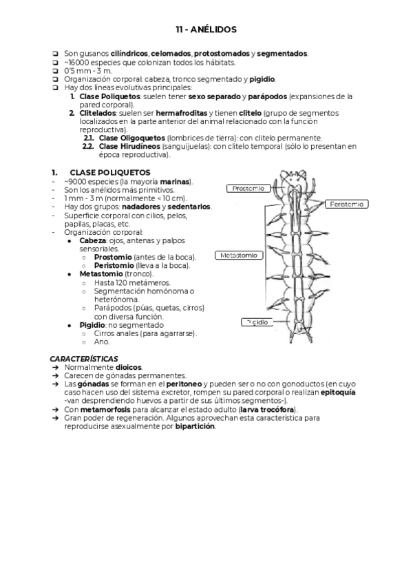 Miniatura del documento 11-ANELIDOS.pdf