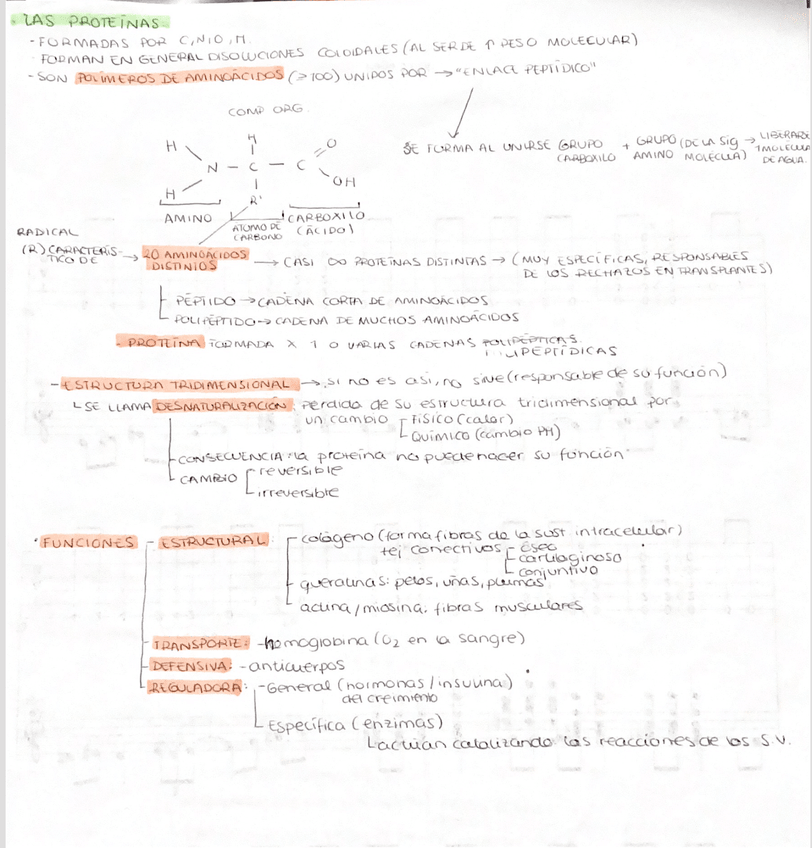 Miniatura del documento biomoleculas-organicas-ll.png