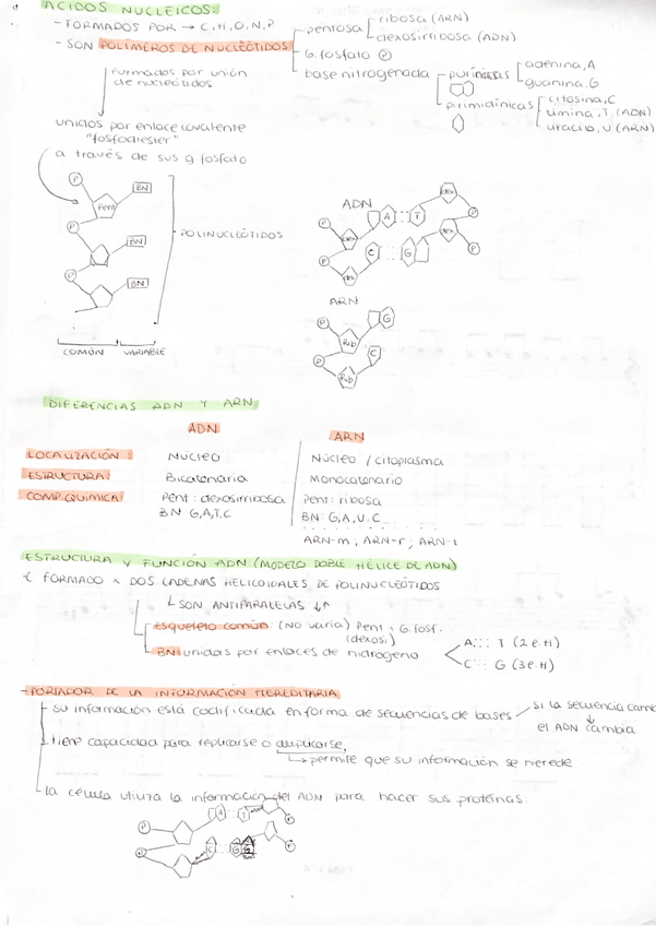 Miniatura del documento acidos-nucleicos-ADN-y-ARN.png