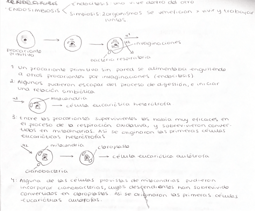 Miniatura del documento endosimbiosis.png