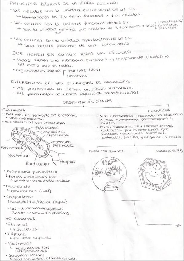 Miniatura del documento organizacion-celular.png