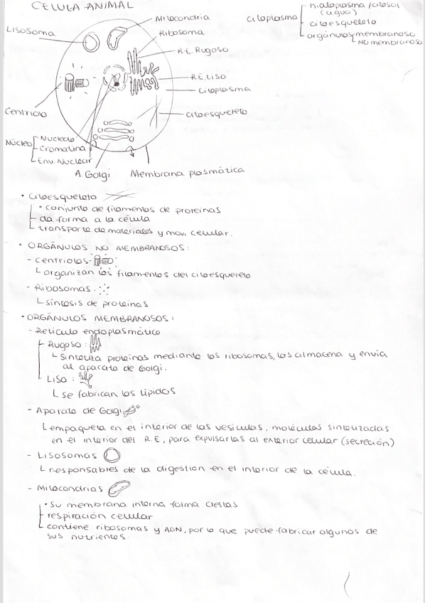 Miniatura del documento celula-animal-l.png