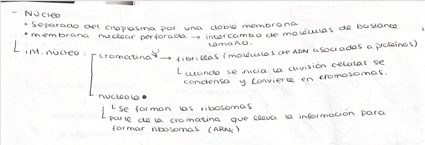 Miniatura del documento celula-animal-ll.png