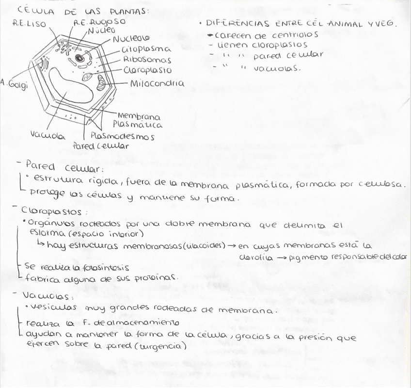Miniatura del documento celula-plantas.png