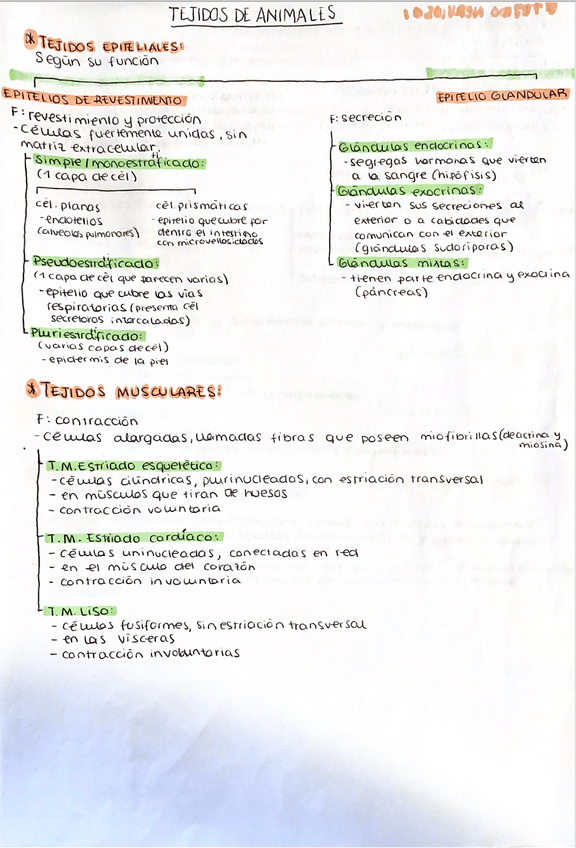 Miniatura del documento tejido-animal-l.png