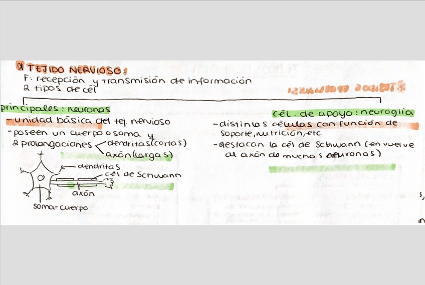 Miniatura del documento tejido-animal-ll.png