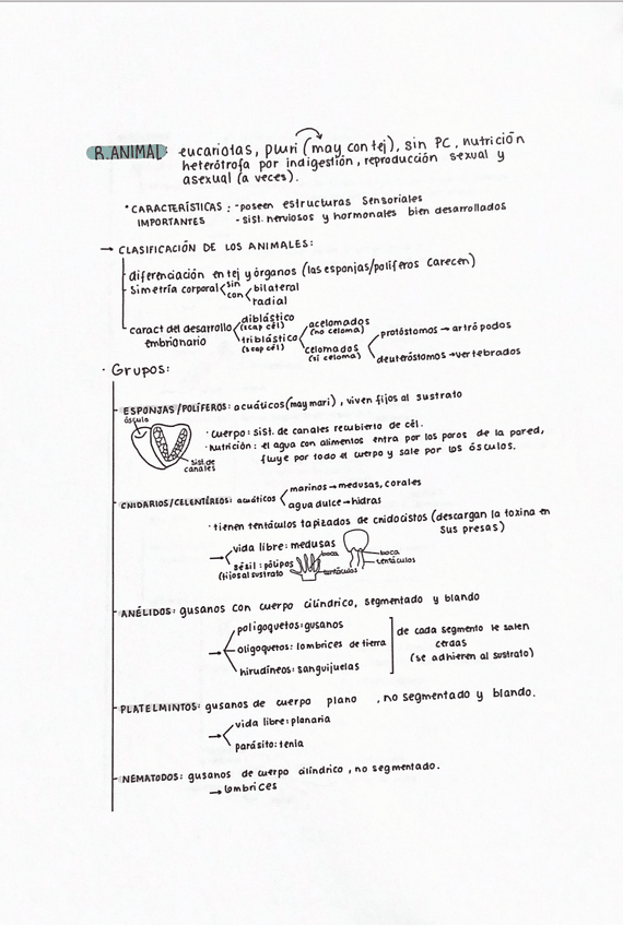 Miniatura del documento reino-ll.png