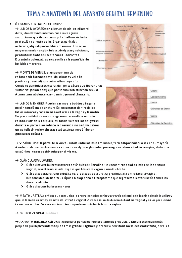Miniatura del documento TEMA-2.pdf
