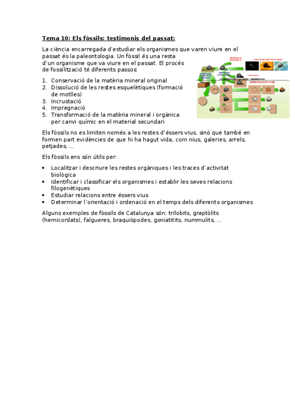 Miniatura del documento Geologia-Tema-10-Els-fossils-testimonis-del-passat.docx