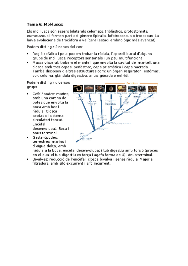Miniatura del documento Zoologia-Tema-6-Molluscs.docx