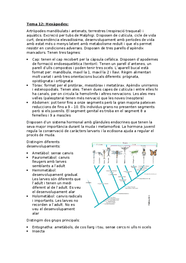 Miniatura del documento Zoologia-Tema-12-Hexapodes.docx