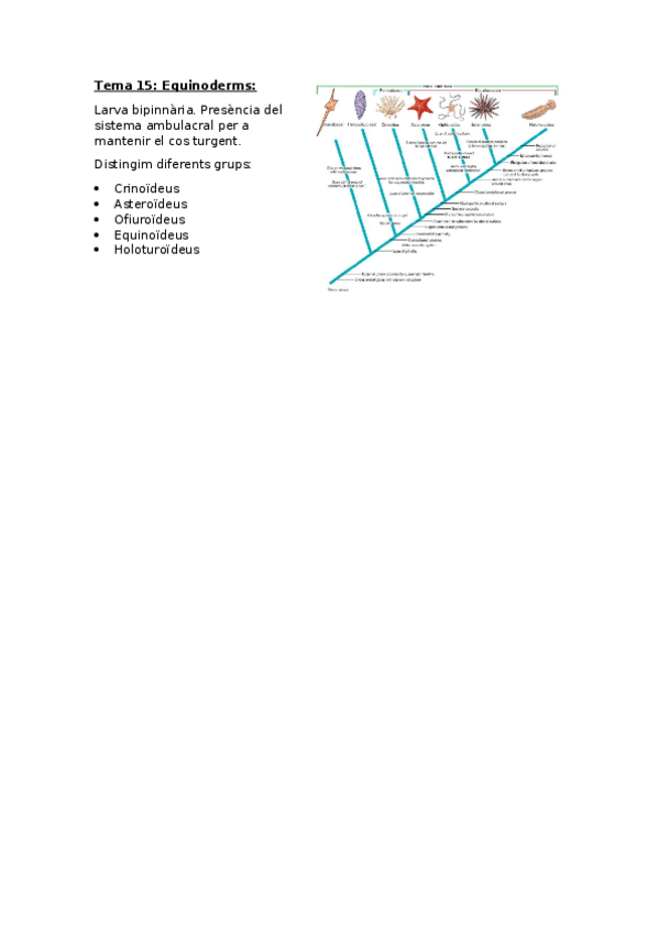 Miniatura del documento Zoologia-Tema-15-Equinoderms.docx