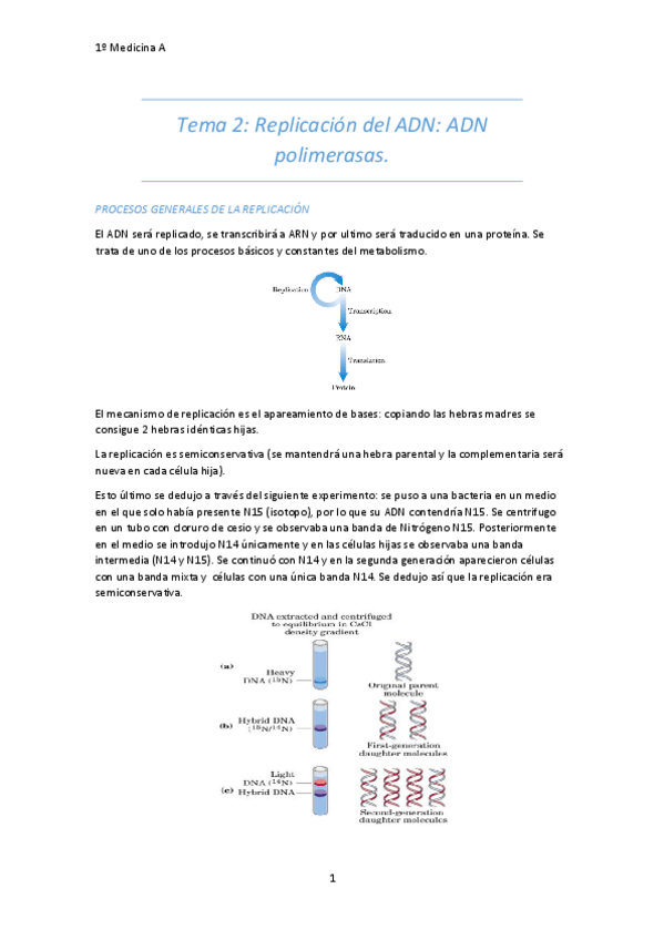 Miniatura del documento Tema 2 - Replicación del ADN. ADN Polimerasas.pdf