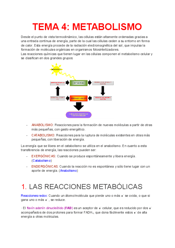 Miniatura del documento TEMA-4-METABOLISMO.pdf