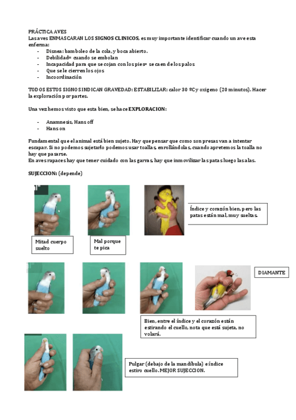 Miniatura del documento Practica-aves.pdf