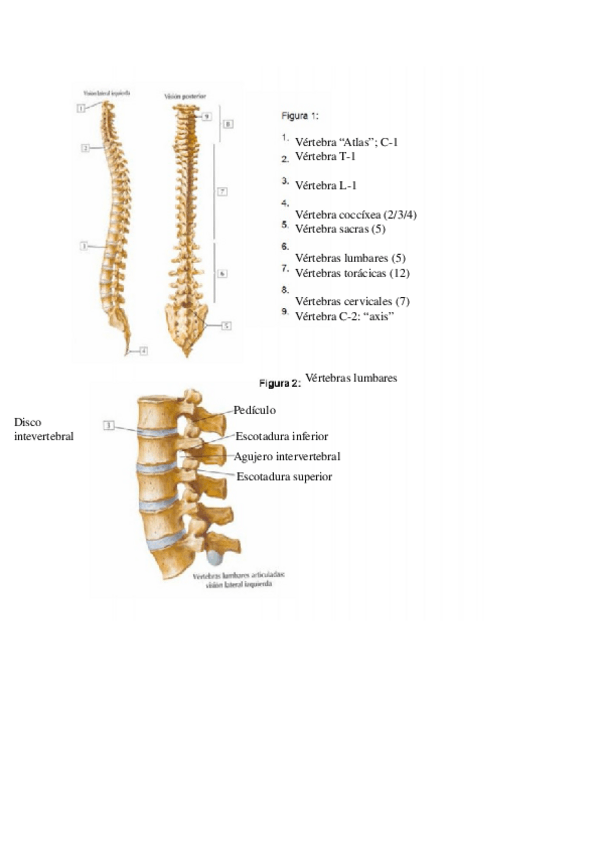 Miniatura del documento practicas-completas-anatomia.odt