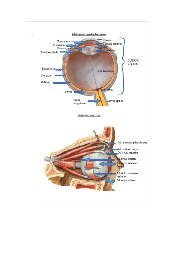 Miniatura del documento practicas-completas-anatomia.pdf