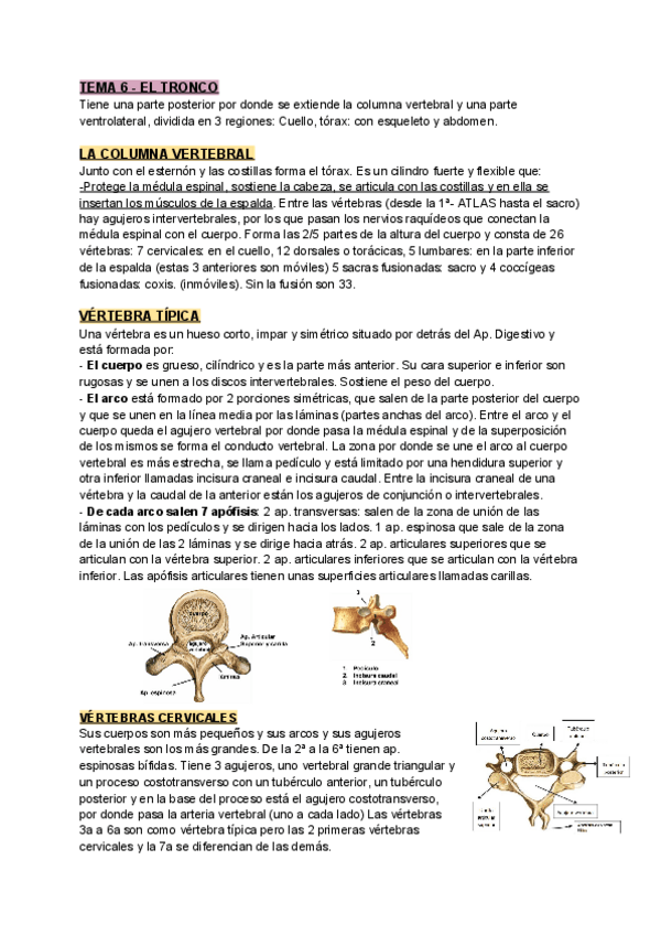 Miniatura del documento APUNTES-ANATOMIA-T.pdf