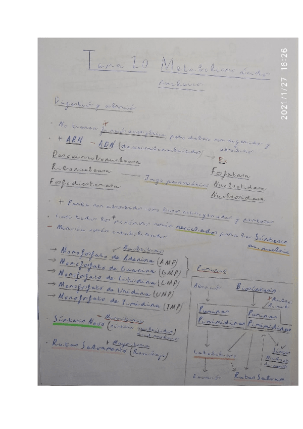 Miniatura del documento Apuntes-Tema-20-Metabolismo-de-Nucleotidos-2020-2021.pdf