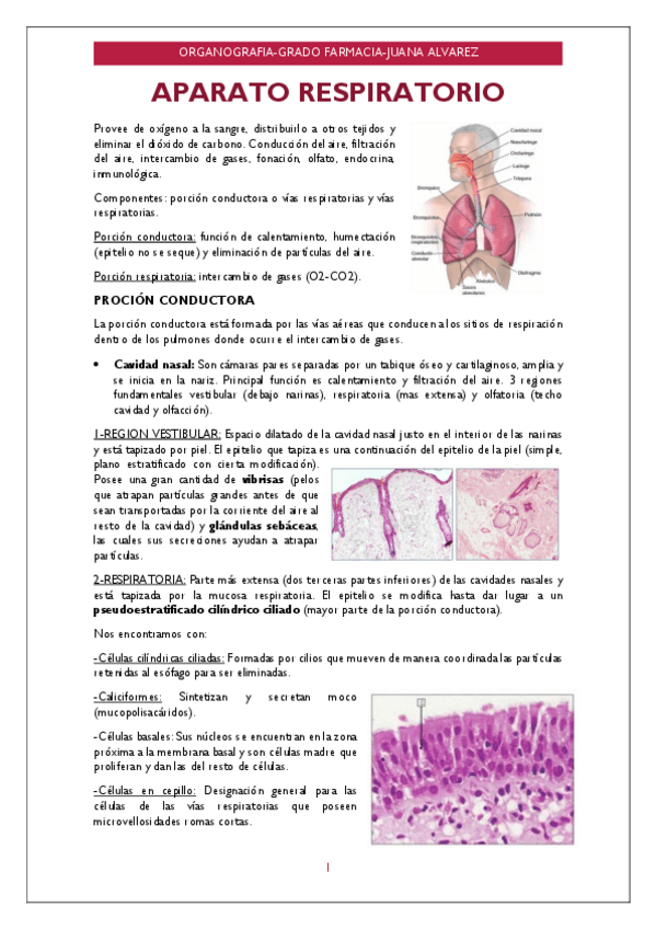 Miniatura del documento Organografia-algunos-De-Los-Apuntes.pdf